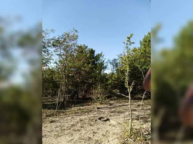 CatalinaDalessio – webcam model profile photo Image 10