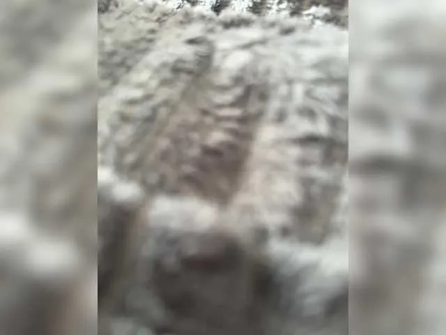 CatalinaDalessio – webcam model profile photo Image 12