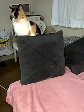 AngerlaMei – webcam model profile photo Image 2